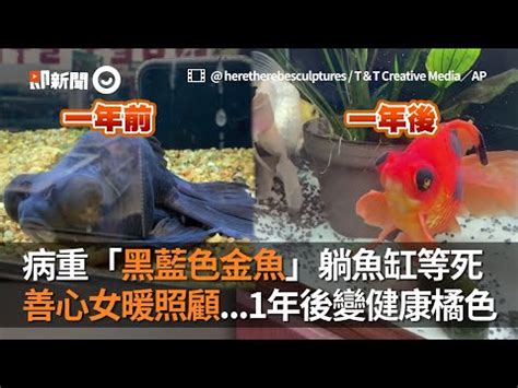 黑牡丹金魚風水|【黑牡丹金魚混養】《黑牡丹金魚混養》財運滾滾來！化煞鎮宅、。